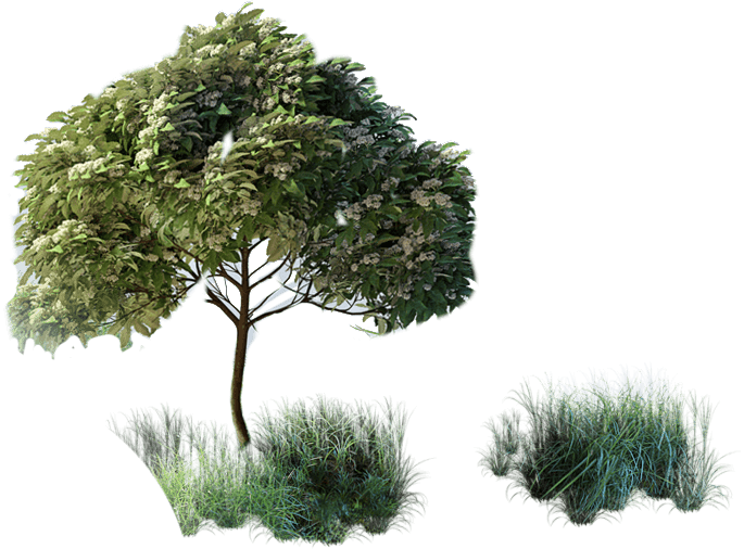 Copac de pe insula plutitoare